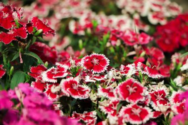 Dianthus flower (Dianthus chinensis) blooming in garden