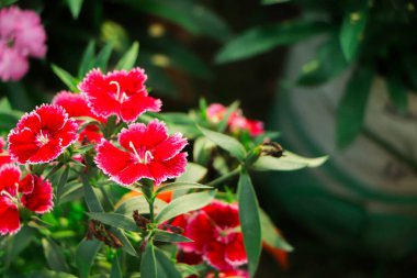 Dianthus Barbatus 'un pek çok küçük pembe çiçeği ya da güneşli bir yaz gününde İngiliz kır evindeki tatlı William bitkisi.