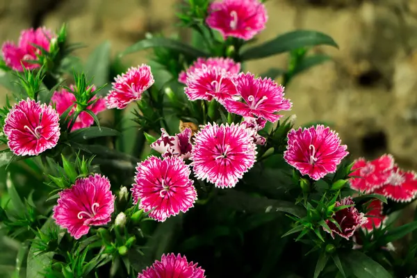 Dianthus flower (Dianthus chinensis) blooming in garden