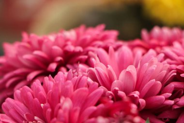 pink winter chrysanthemum flowers with space for text. garden chrysanthemum clipart