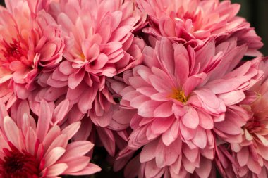 Çiçekli pembe küçük kasımpatılar. Kasımpatı çiçeği tarlası arka planı.