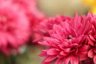 Sonbahar bahçesinde pembe kasımpatılar. Kasımpatı 'nın birçok küçük pembe çiçeğinin arka planı. Güzel sonbahar çiçeği arkaplanı. Kasımpatılar bahçede çiçek açıyor.