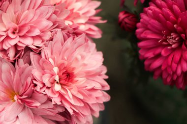 Çiçekli pembe küçük kasımpatılar. Kasımpatı çiçeği tarlası arka planı.