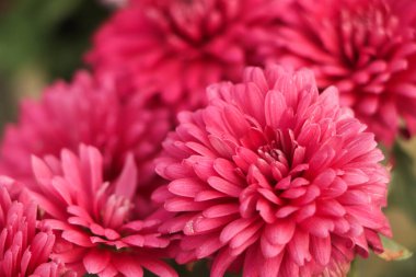 Sonbahar bahçesinde pembe kasımpatılar. Kasımpatı 'nın birçok küçük pembe çiçeğinin arka planı. Güzel sonbahar çiçeği arkaplanı. Bahçede çiçek açan kasımpatılar..