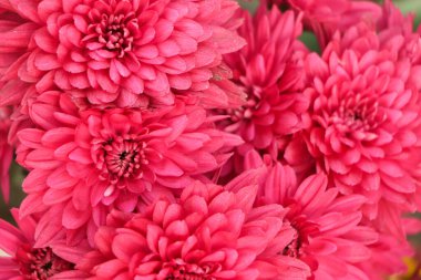 Sonbahar bahçesinde pembe kasımpatılar. Kasımpatı 'nın birçok küçük pembe çiçeğinin arka planı. Güzel sonbahar çiçeği arkaplanı. Bahçede çiçek açan kasımpatılar..