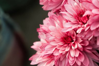 Kasımpatı çiçekleri kapanıyor. Pembe Kasımpatılar. Sonbahar mor kasımpatılarının çiçekli arkaplanı.