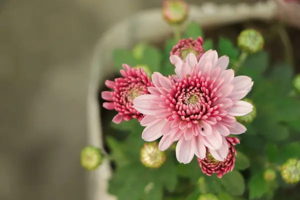 Bahçede açan güzel pembe kasımpatı çiçeği ve arka planda yeşil yaprak.