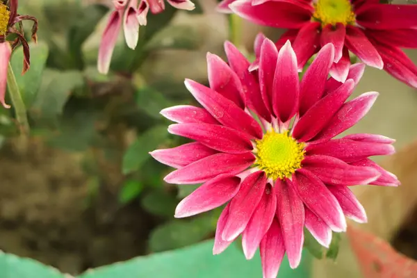 Sonbahar bahçesinde pembe kasımpatılar. Kasımpatı 'nın birçok küçük pembe çiçeğinin arka planı. Güzel sonbahar çiçeği arkaplanı. Kasımpatılar bahçede çiçek açıyor.