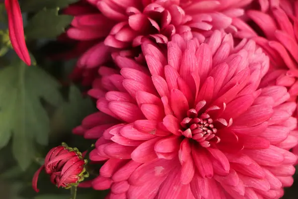 pink winter chrysanthemum flowers with space for text. garden chrysanthemum