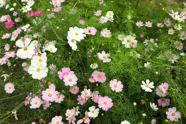 Bahçedeki kozmosun çiçeği