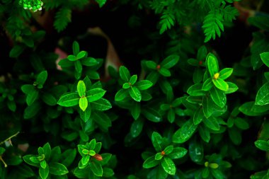 Yeşil yapraklı arka plan. Yeşil yaprak dokusu, Doğal arkaplan ve duvar kağıdı.