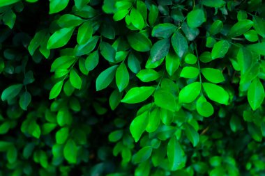 Yeşil duvar arkaplanı. Yeşil yaprak dokusu, Doğal arkaplan ve duvar kağıdı.