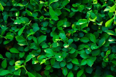 Yeşil duvar arkaplanı. Yeşil yaprak dokusu, Doğal arkaplan ve duvar kağıdı.