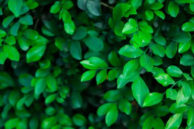 Yeşil duvar arkaplanı. Yeşil yaprak dokusu, Doğal arkaplan ve duvar kağıdı.