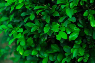 Tropik yeşil Yaprak dokusu arkaplanı