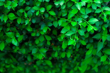 Yeşil duvar arkaplanı. Yeşil yaprak dokusu, Doğal arkaplan ve duvar kağıdı.