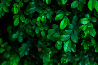 Tropik yeşil Yaprak dokusu arkaplanı