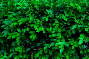 Tropik yeşil Yaprak dokusu arkaplanı