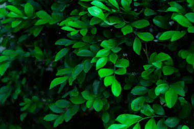 Tropik yeşil Yaprak dokusu arkaplanı