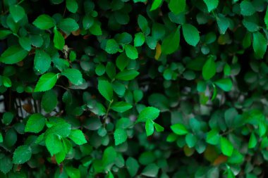 Yeşil yapraklar desen arkaplan, Doğal arkaplan ve duvar kağıdı