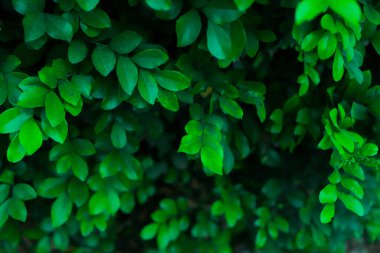 Yeşil yapraklar desen arkaplan, Doğal arkaplan ve duvar kağıdı