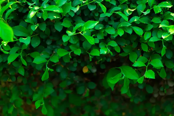 Yeşil duvar arkaplanı. Yeşil yaprak dokusu, Doğal arkaplan ve duvar kağıdı.