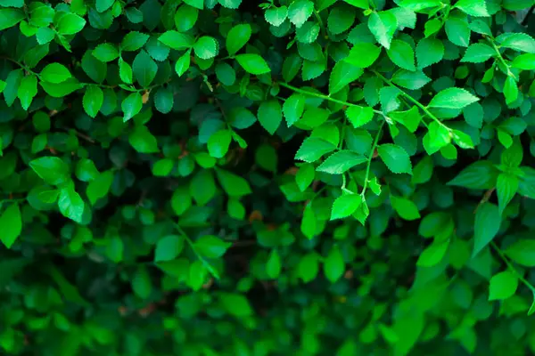 Yeşil duvar arkaplanı. Yeşil yaprak dokusu, Doğal arkaplan ve duvar kağıdı.