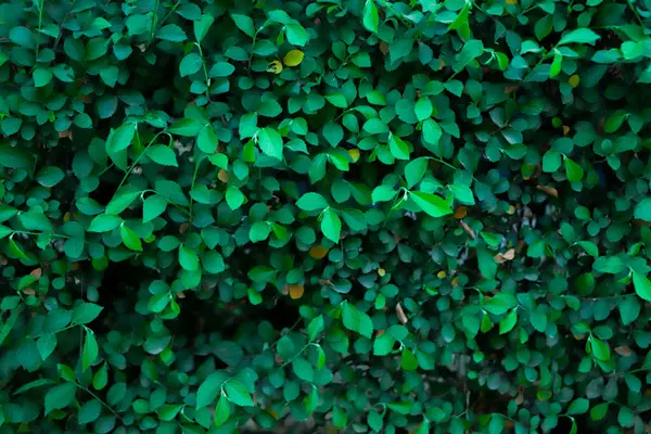 Yeşil yapraklar arka plan. Yeşil yapraklı orman arka planı