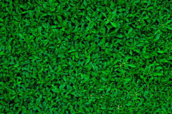 tropik yeşil yaprak duvar arkaplanı