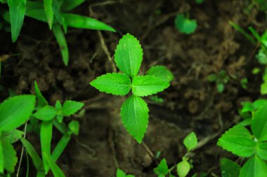 Dünya günü konsepti. Gelecek için yenilenebilir enerji. Sürdürülebilir kaynaklar. Bitki yönetimi ya da çevre sembolü. Büyüyen temiz enerji.