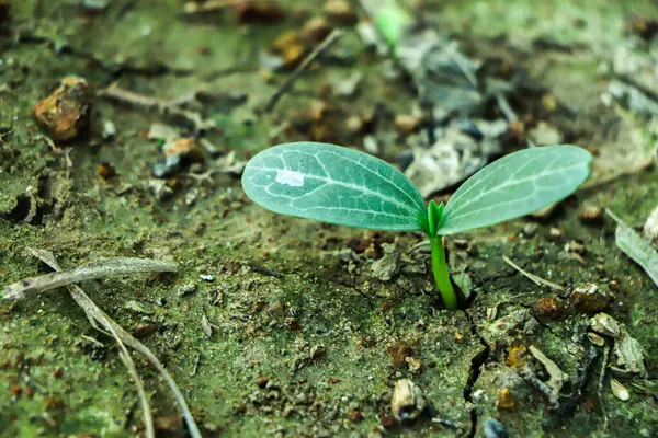 Dünya günü konsepti. Gelecek için yenilenebilir enerji. Sürdürülebilir kaynaklar. Bitki yönetimi ya da çevre sembolü. Büyüyen temiz enerji.