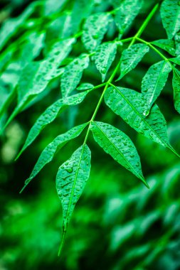 Neem bitkisinin yeni yaprağı. Tıbbi ayurvedic azadirachta indica ya da Neem yaprakları