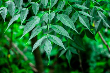Neem bitkisinin yeni yaprağı. Azadirachta indica. İlaç ağacı