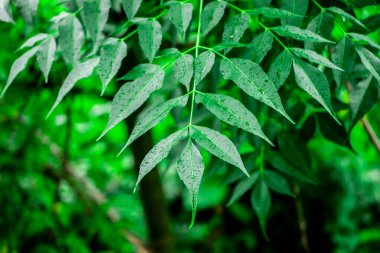 Neem bitkisinin yeni yaprağı. Azadirachta indica. İlaç ağacı