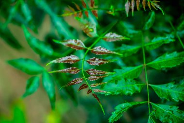 Neem bitkisinin yeni üst yaprağı Azadirachta indica - Neem ağacı yapraklarının bir dalı. Doğal Tıp.