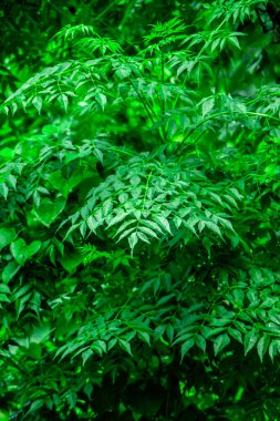 Neem bitkisinin yeni üst yaprağı Azadirachta indica - Neem ağacı yapraklarının bir dalı. Doğal Tıp.