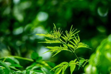 Neem bitkisinin yeni yaprağı. Azadirachta indica. İlaç ağacı