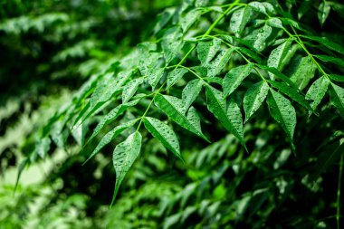 Neem bitkisinin yeni yaprağı. Azadirachta indica. İlaç ağacı