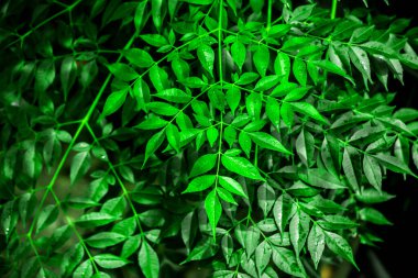 Neem bitkisinin yeni yaprağı. Tıbbi ayurvedic azadirachta indica ya da Neem yaprakları