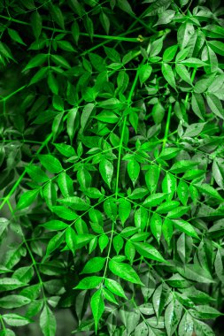 Neem bitkisinin yeni yaprağı. Tıbbi ayurvedic azadirachta indica ya da Neem yaprakları