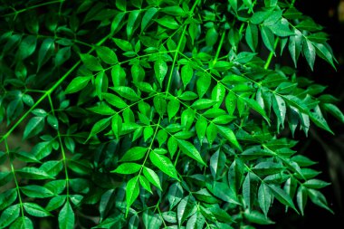Neem bitkisinin yeni yaprağı. Tıbbi ayurvedic azadirachta indica ya da Neem yaprakları