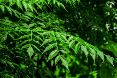 Neem bitkisinin yeni yaprağı. Azadirachta indica. İlaç ağacı