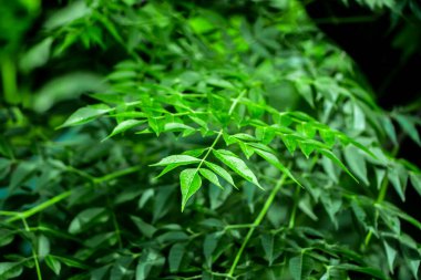 Neem bitkisinin yeni yaprağı. Azadirachta indica. İlaç ağacı