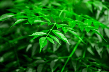 Neem bitkisinin yeni yaprağı. Azadirachta indica. İlaç ağacı