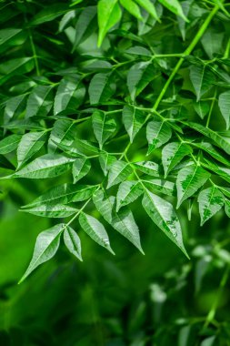 Neem bitkisinin yeni yaprağı. Azadirachta indica. İlaç ağacı