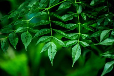 Neem bitkisinin yeni yaprağı. Azadirachta indica. İlaç ağacı