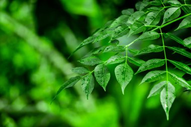 Neem bitkisinin yeni yaprağı. Azadirachta indica. İlaç ağacı