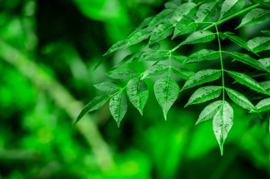 Neem bitkisinin yeni yaprağı. Azadirachta indica. İlaç ağacı