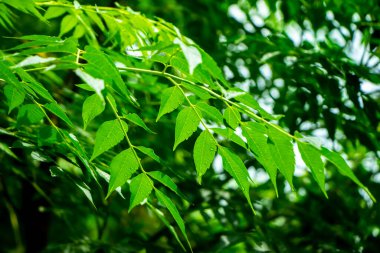 Neem bitkisinin yeni yaprağı. Azadirachta indica. İlaç ağacı