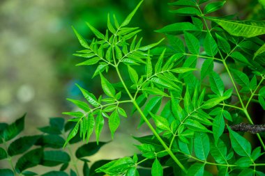 Neem bitkisinin yeni üst yaprağı.